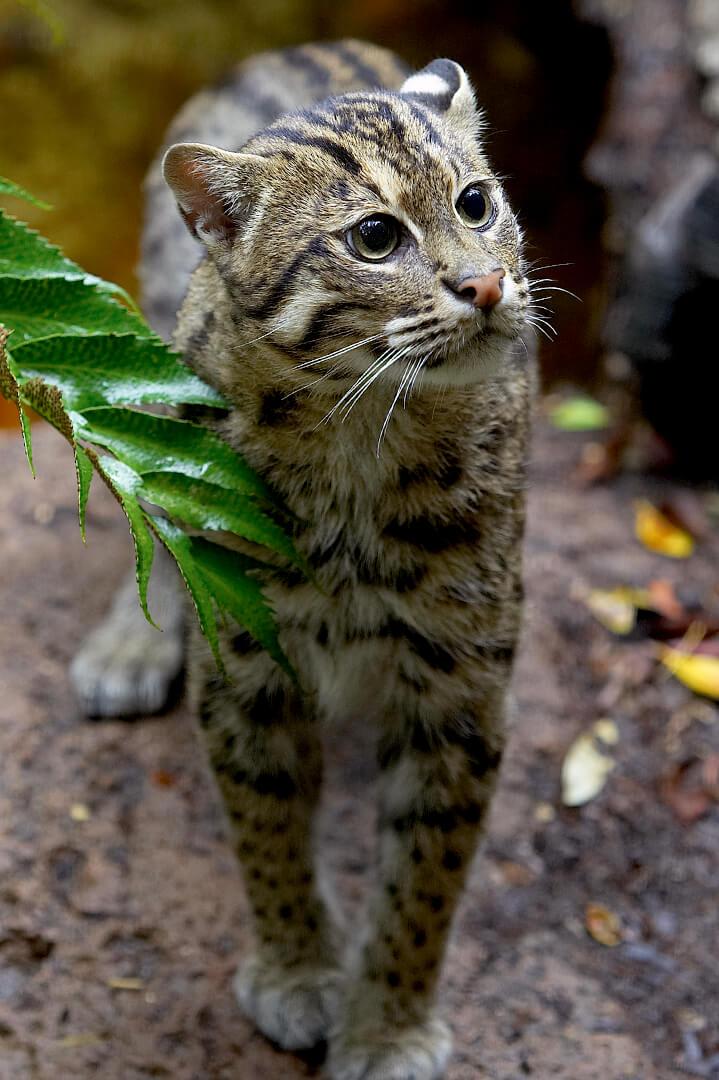 高清图集|盘点5种濒危的猫科动物_猞猁_猎物_因为