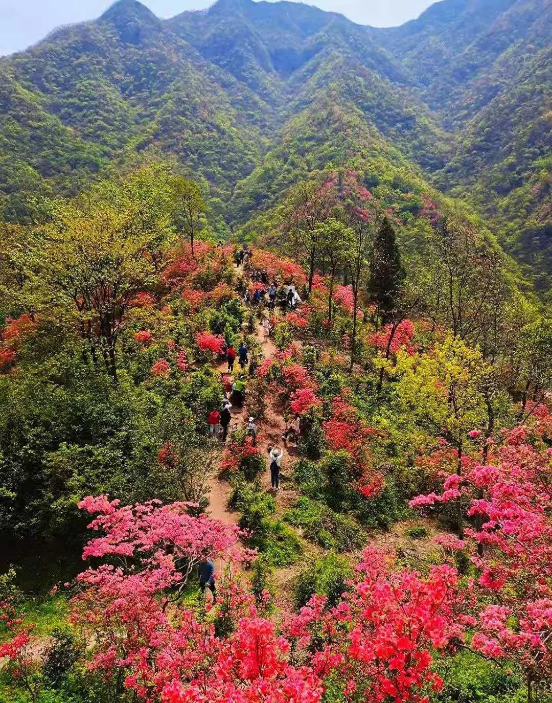 2021年4月中旬起,金刚台上的映山红全面绽放,成片的杜鹃花(映山红)