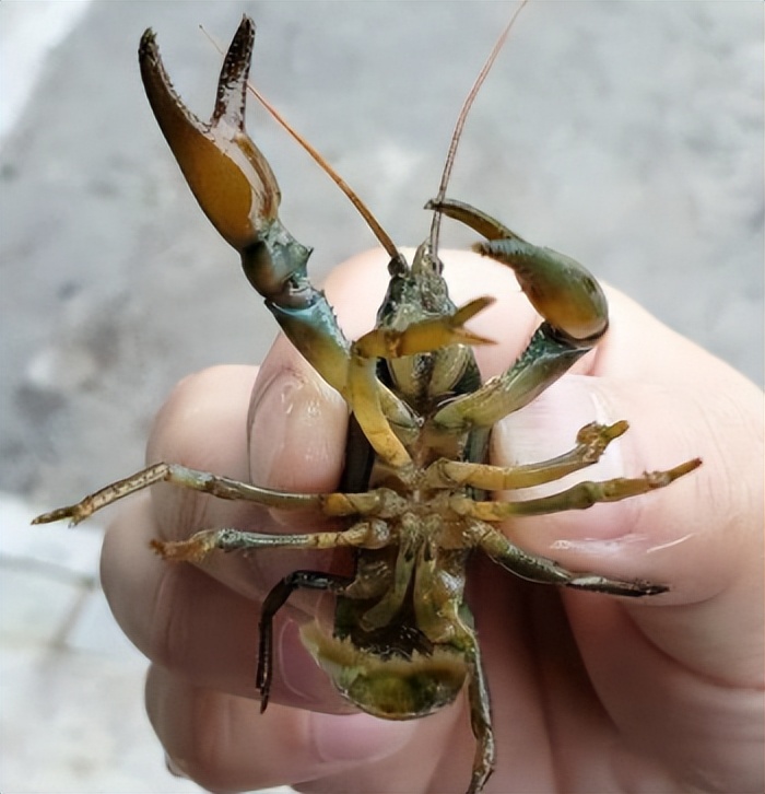 蝲蛄虾又叫东北黑鳌虾,蝲蛄虾只生长东北一带的深山溪流里,在是咱土生