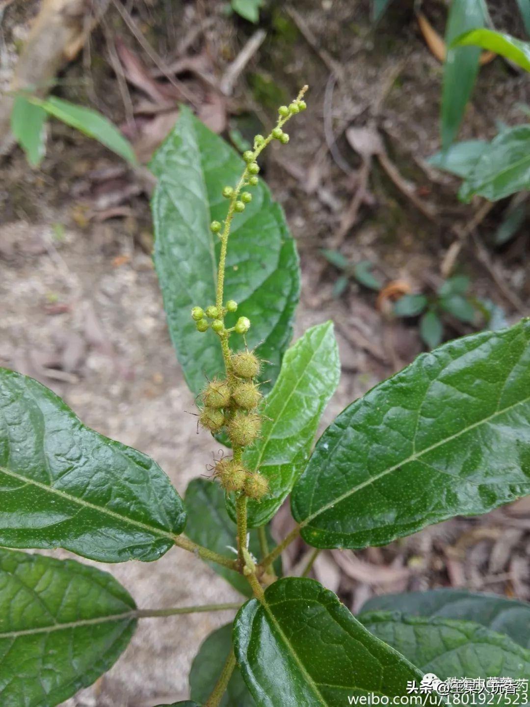 毛果巴豆|珠海地产岭南中草药之二十六_植物_柔毛_别名