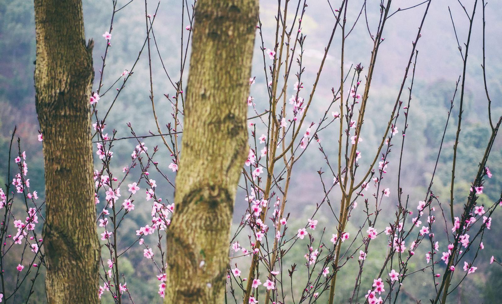 泸州东岩公园的桃花图片