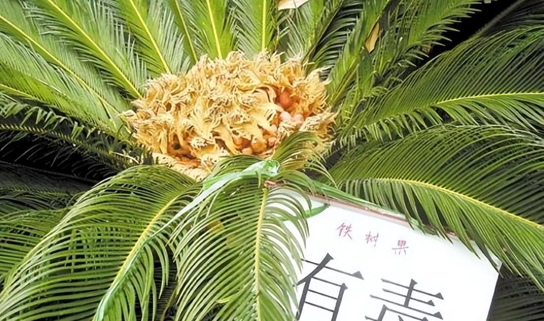 由於鐵樹果子的毒性屬於神經性毒素,如果生食用了果實