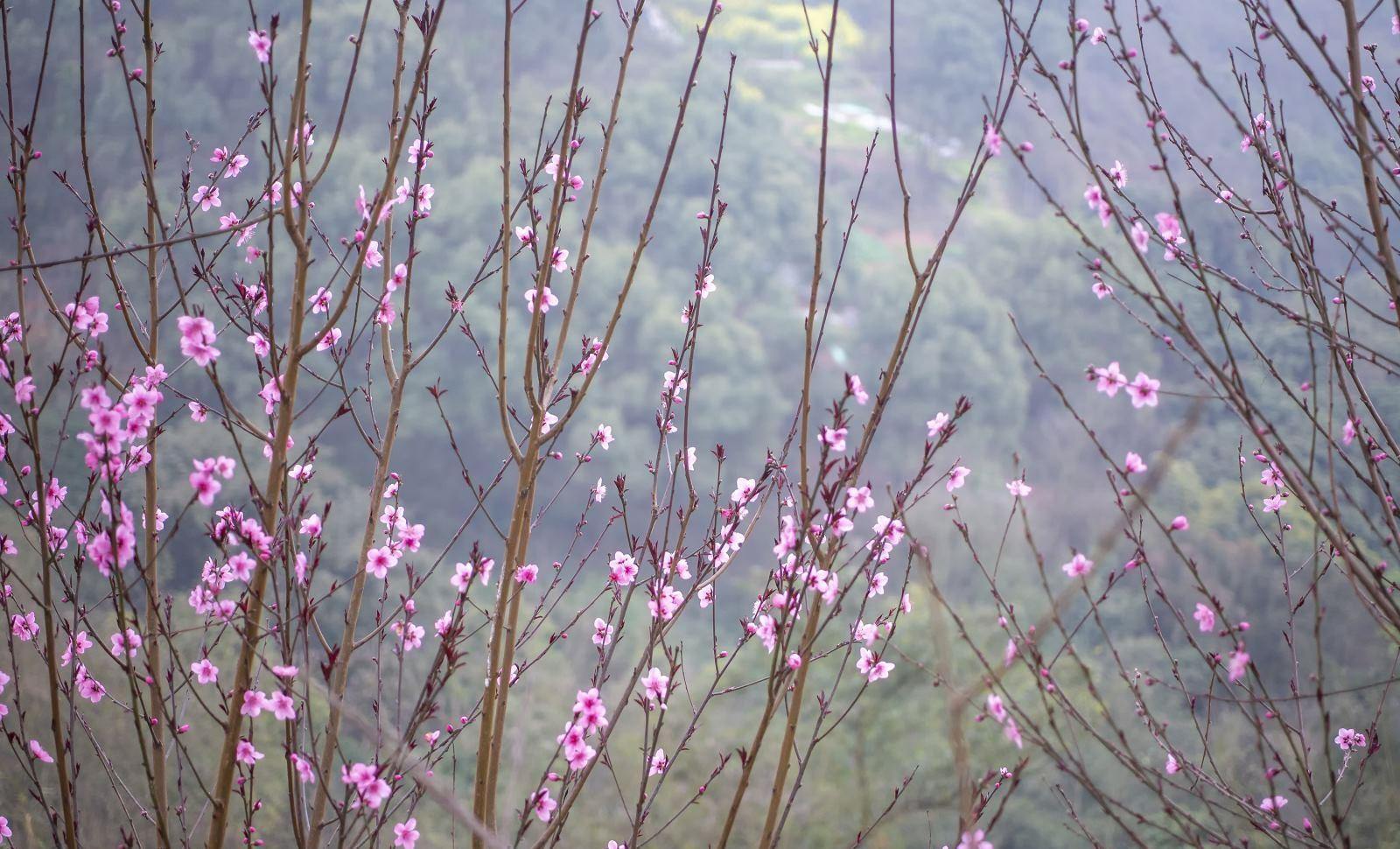 泸州东岩公园的桃花图片