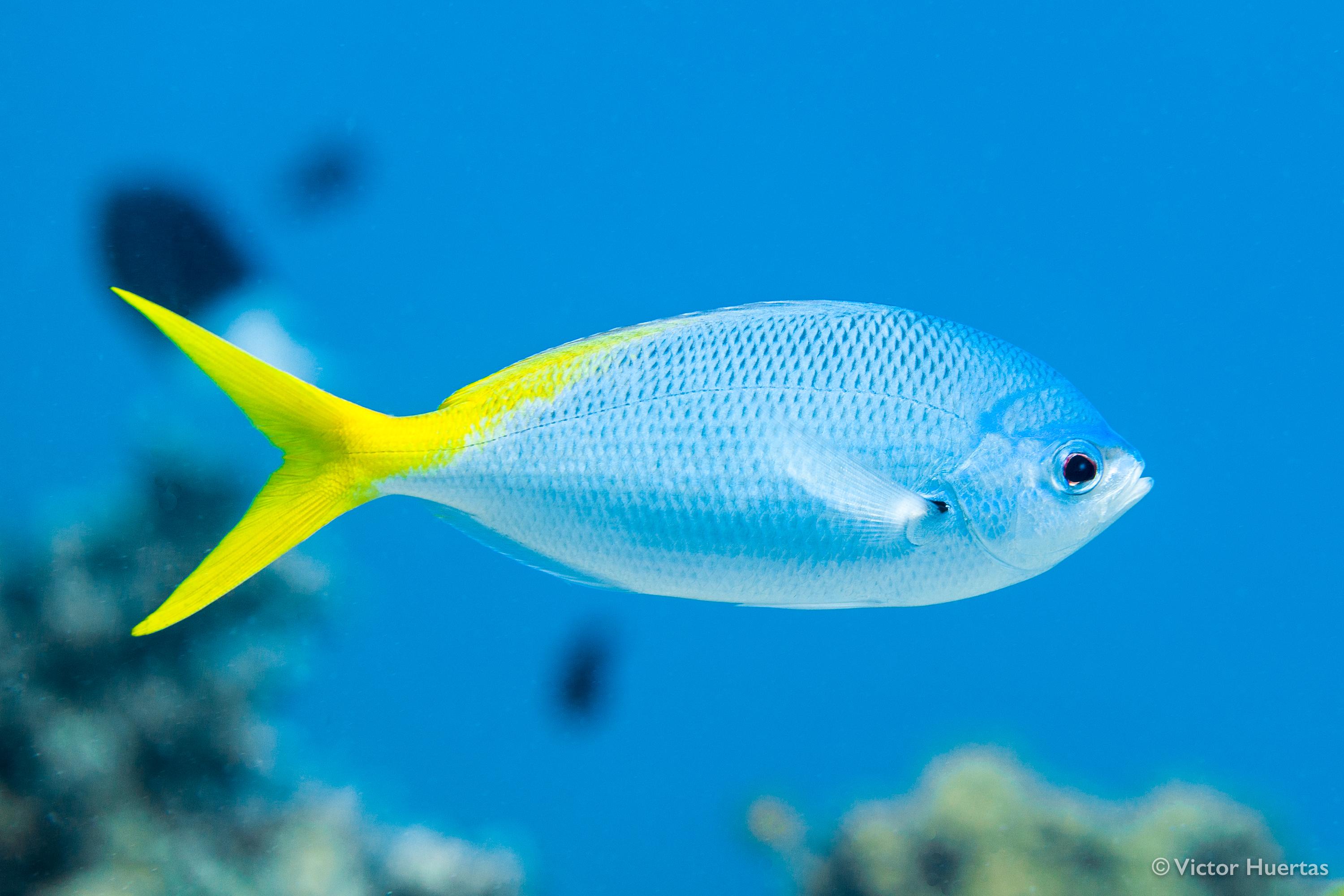 wrasse 金色海猪鱼是一种海鱼