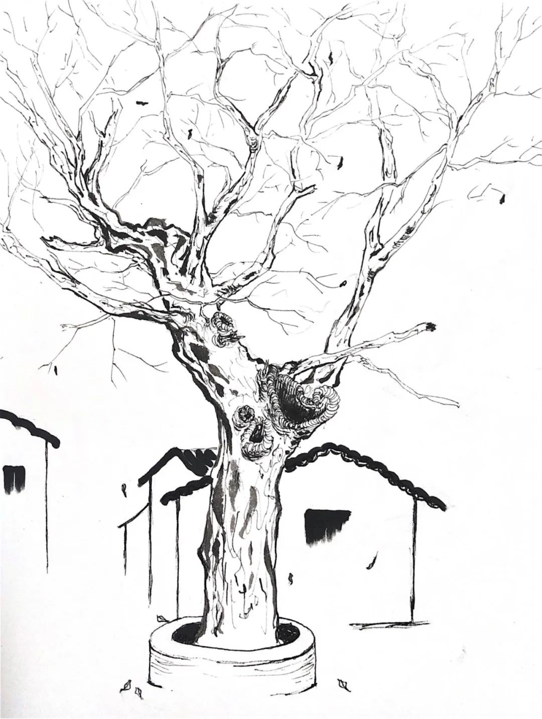 树碑立传丨凝望一棵古树,便仿佛与过去的旧时光重逢