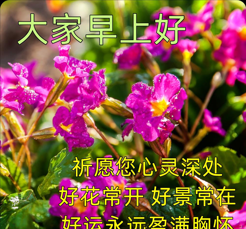 1月6日星期五早上好图片带字,祝你每早皆安然,心想事成每一天!