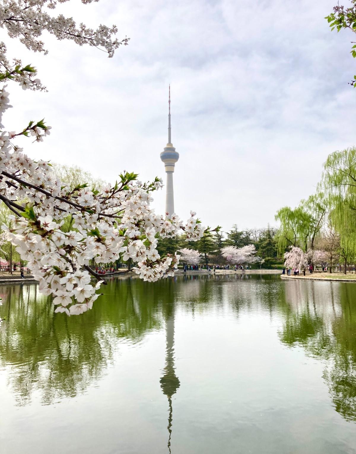 高清美图 - 北京玉渊潭公园樱花怒放!如梦似幻_游客_消毒_位置