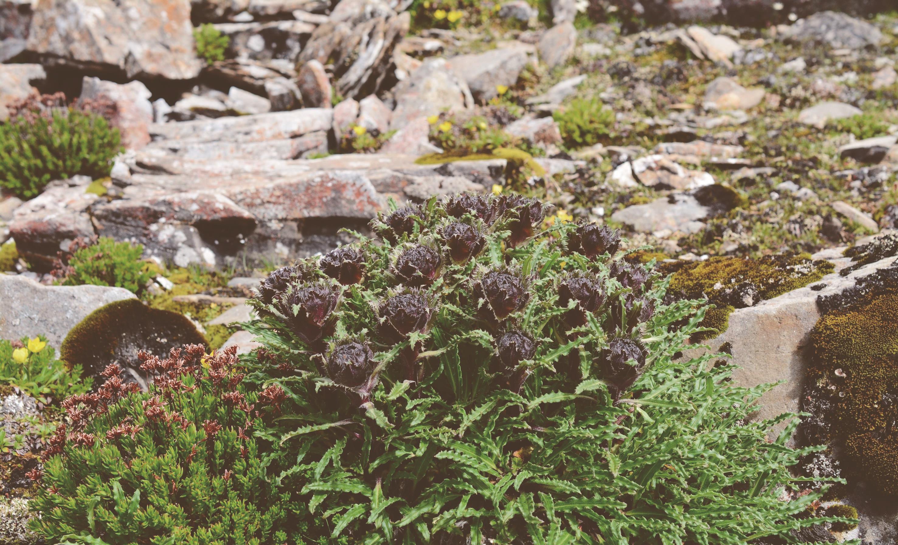雪莲_兔子_青藏高原