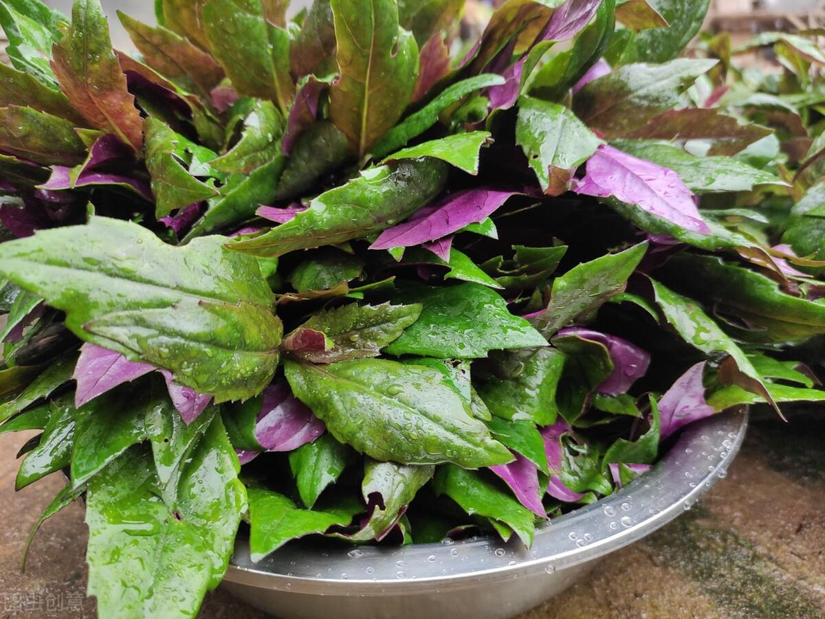冬春的美味：红菜苔、白菜苔、青菜苔|红菜苔|菜苔|青菜_新浪新闻