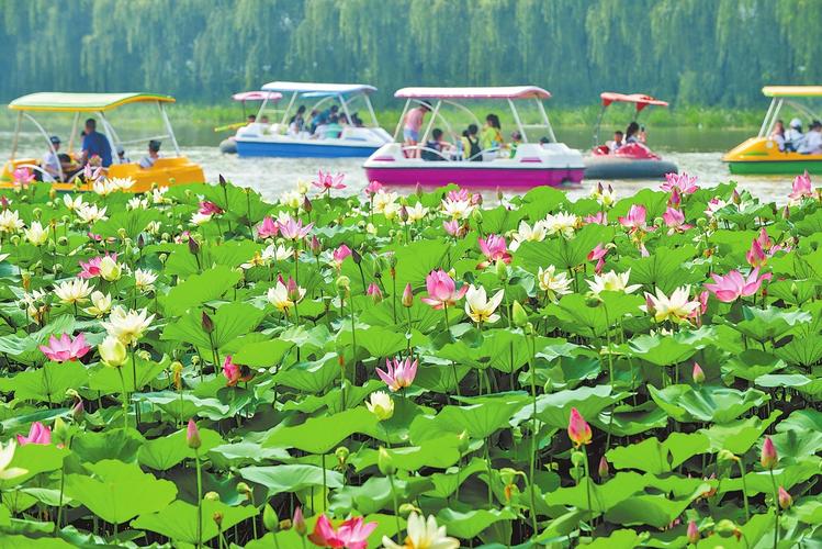 香河荷香湖畔_项目_游乐_门票