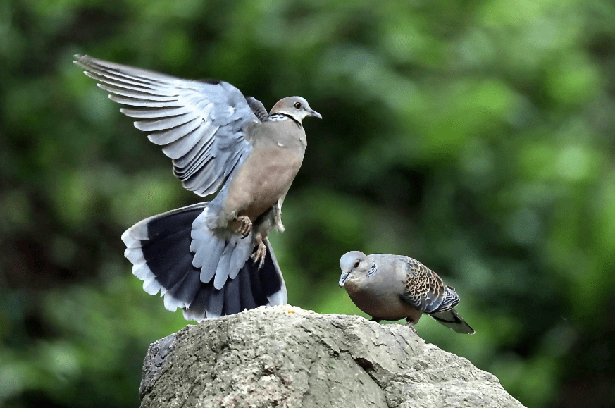 【詩詞鑑賞】又聞鵓鴣聲聲,古詩詞裡的咕咕鳥,深深的鄉愁!