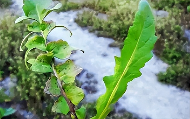 叶子像勺子的野菜图片