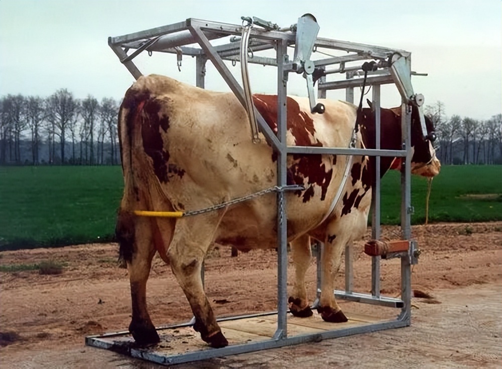 这种保定架是用活动支架,活动横杆等东西组成的,可以将牛固定在架子