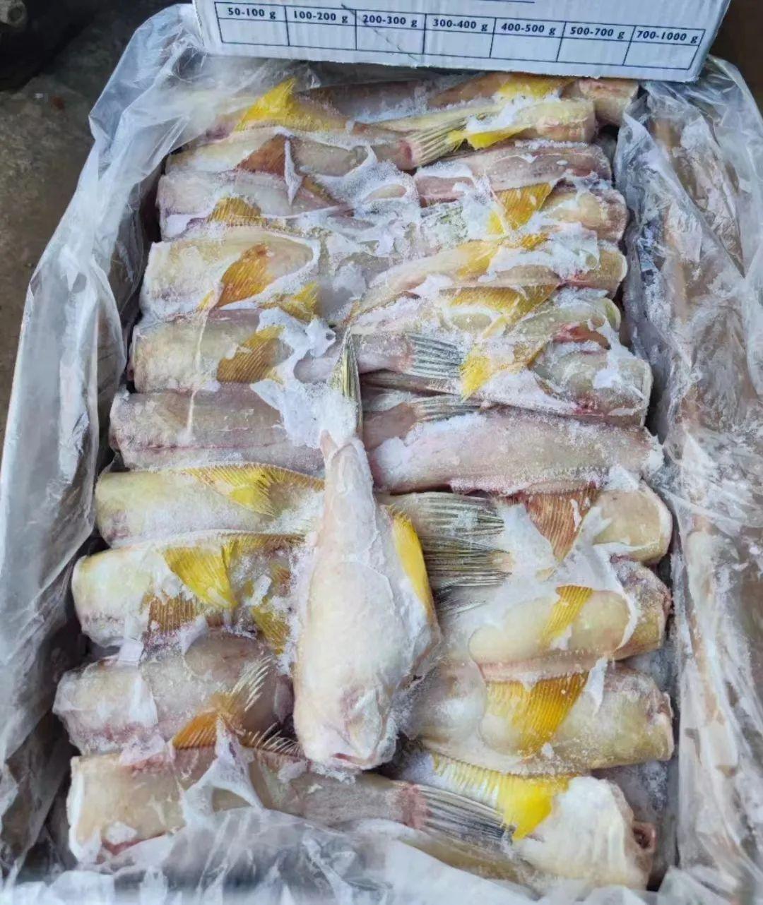 捕捞船只和捕捞海域深海捕捞&天然野生全程冷链运输天然野生马面鱼