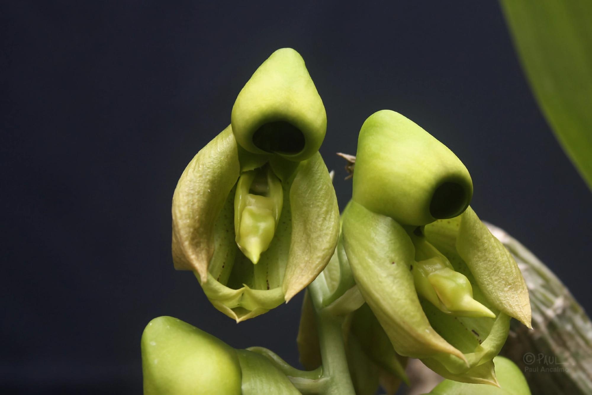绿黄木贼(green-yellow catasetum)(二十二)吸血鬼兰花(vampire