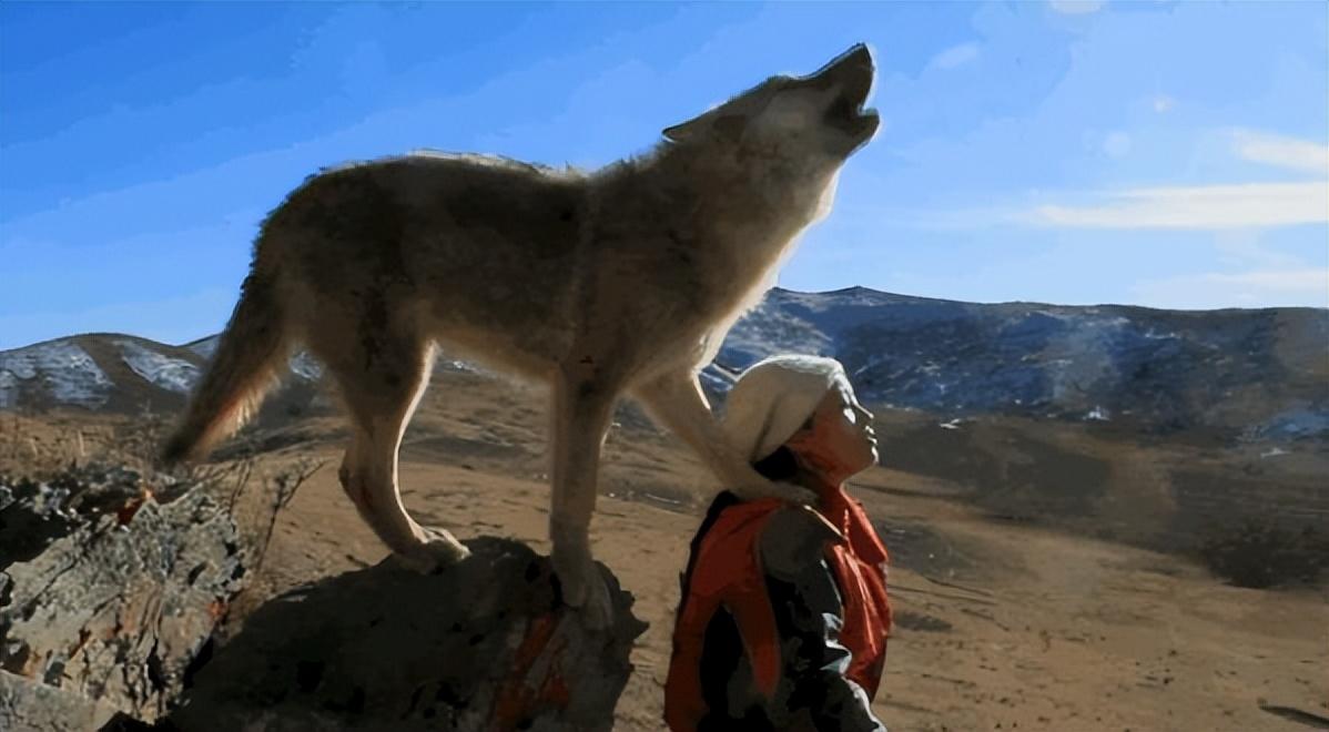 西藏男子救治受伤狼崽,放生后15天,狼横跨45公里来报恩