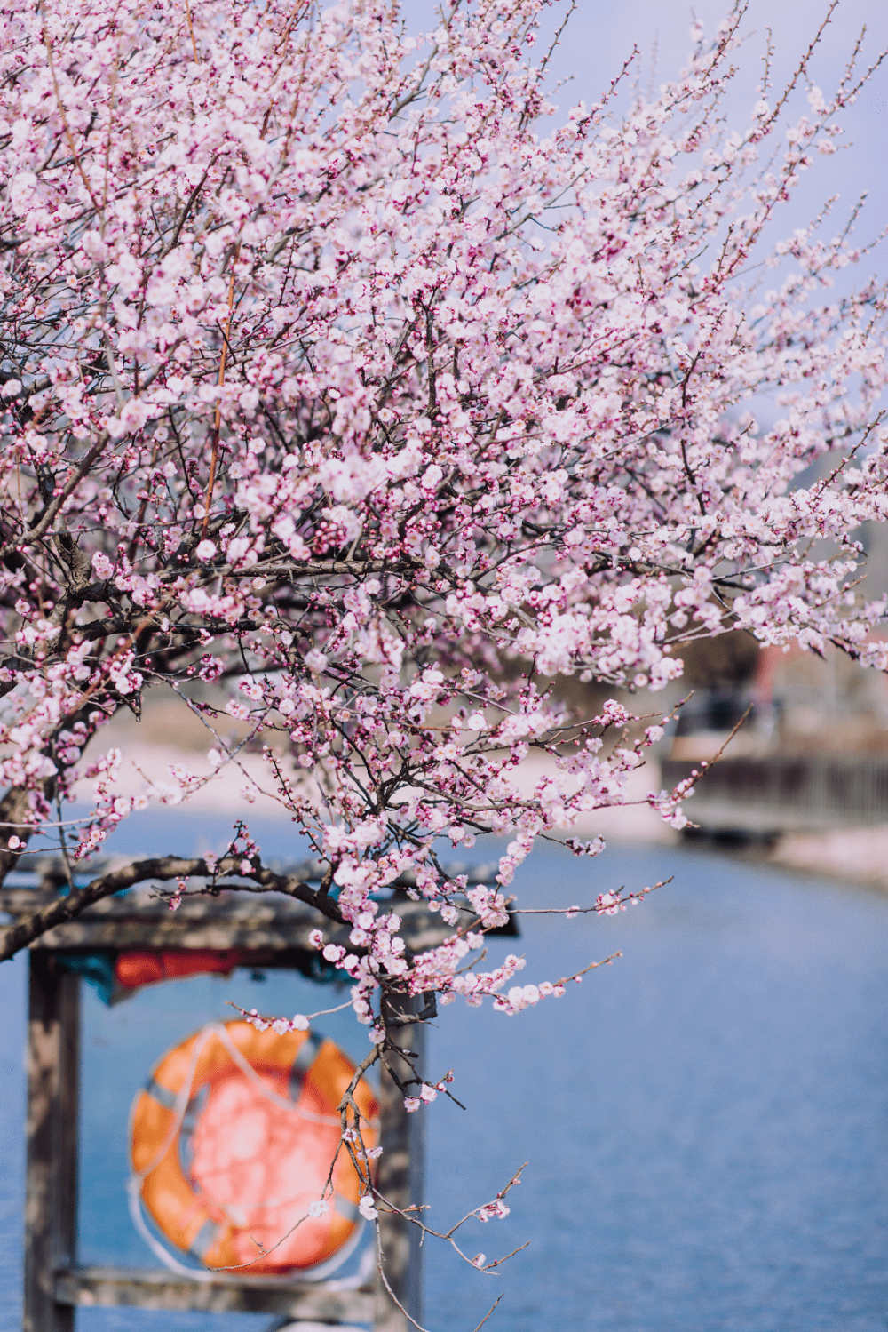 上海辰山植物园梅花图片