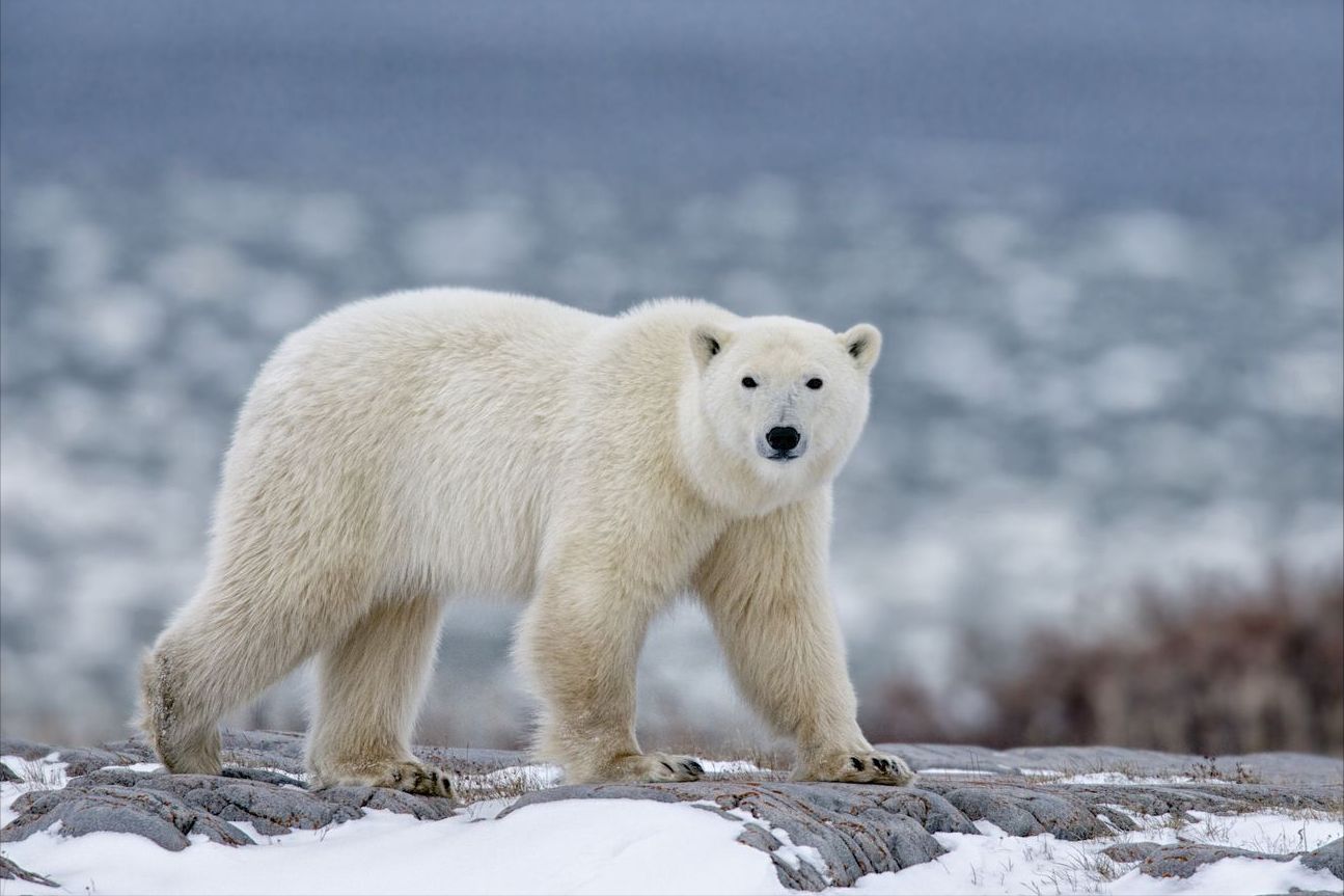 这个春天有点难,呆萌的大白熊,家都快被偷没了!_北极熊_保护_海冰