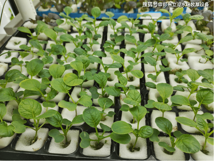 怎么育蔬菜苗？学会这个水培方法，种植不缺苗！(水蔬菜种植)