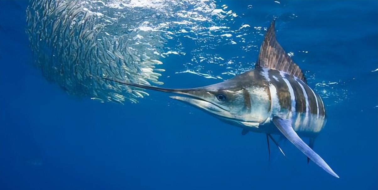 图为剑鱼捕食如此讲究的吃法,也再次使剑鱼在地位上无形中又压了鲨鱼