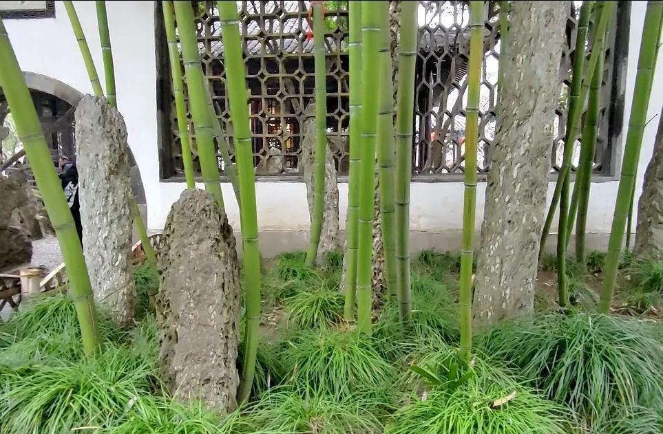 恰似雨後春筍,破土而出,此即個園春景.