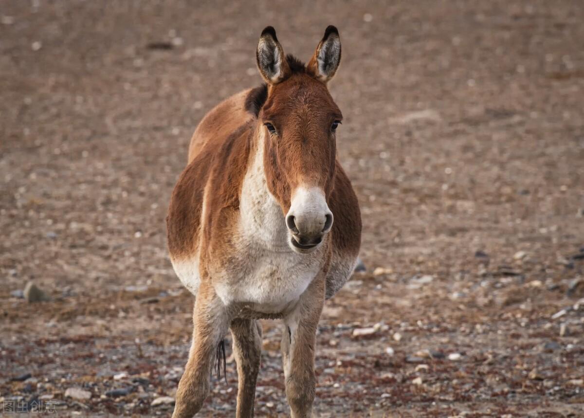 雪豹故事|雪豹真凶野驴真野,一场可可西里驴豹大战惊心动魄_科考队