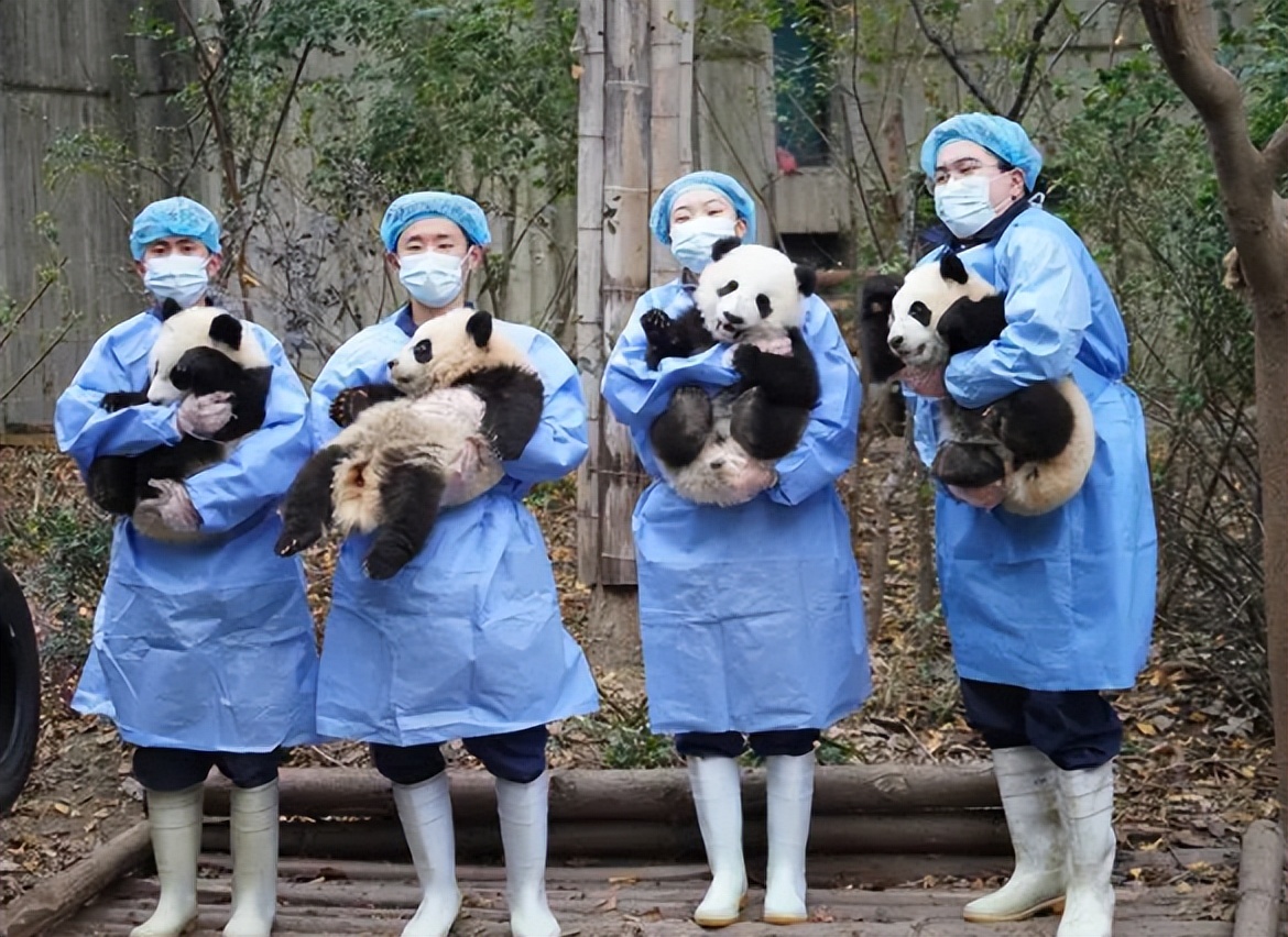 各地动物园都发表过大熊猫饲养员的招聘启事