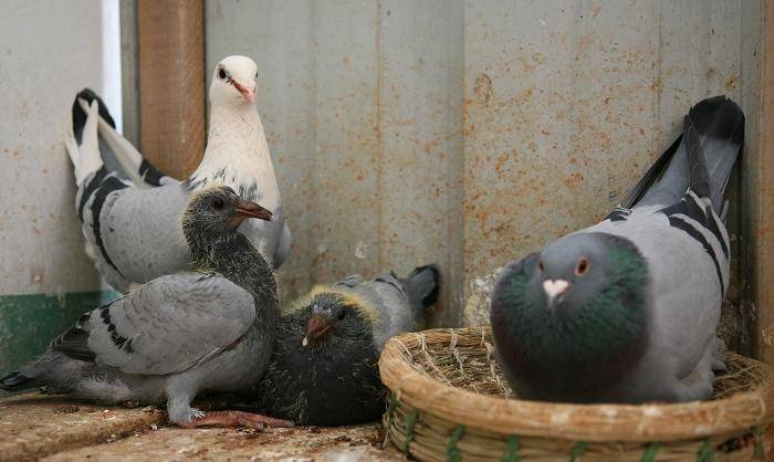种鸽杂交配对,选择什么鸽子来杂交?_劣势_相似性_优势