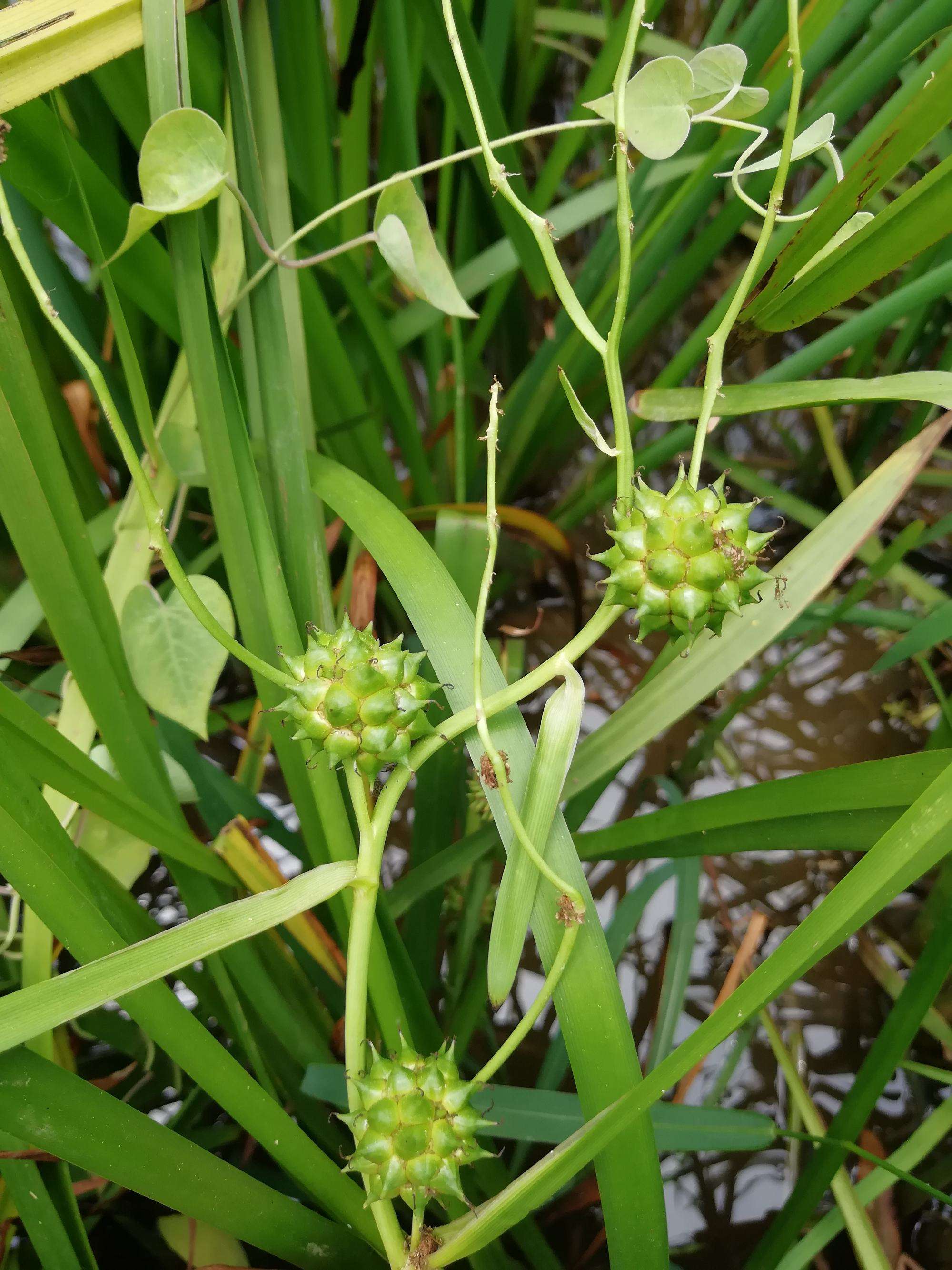 黑三棱:水边一大把,路人嫌弃是杂草,牛马都不吃,实是珍贵草本_植物