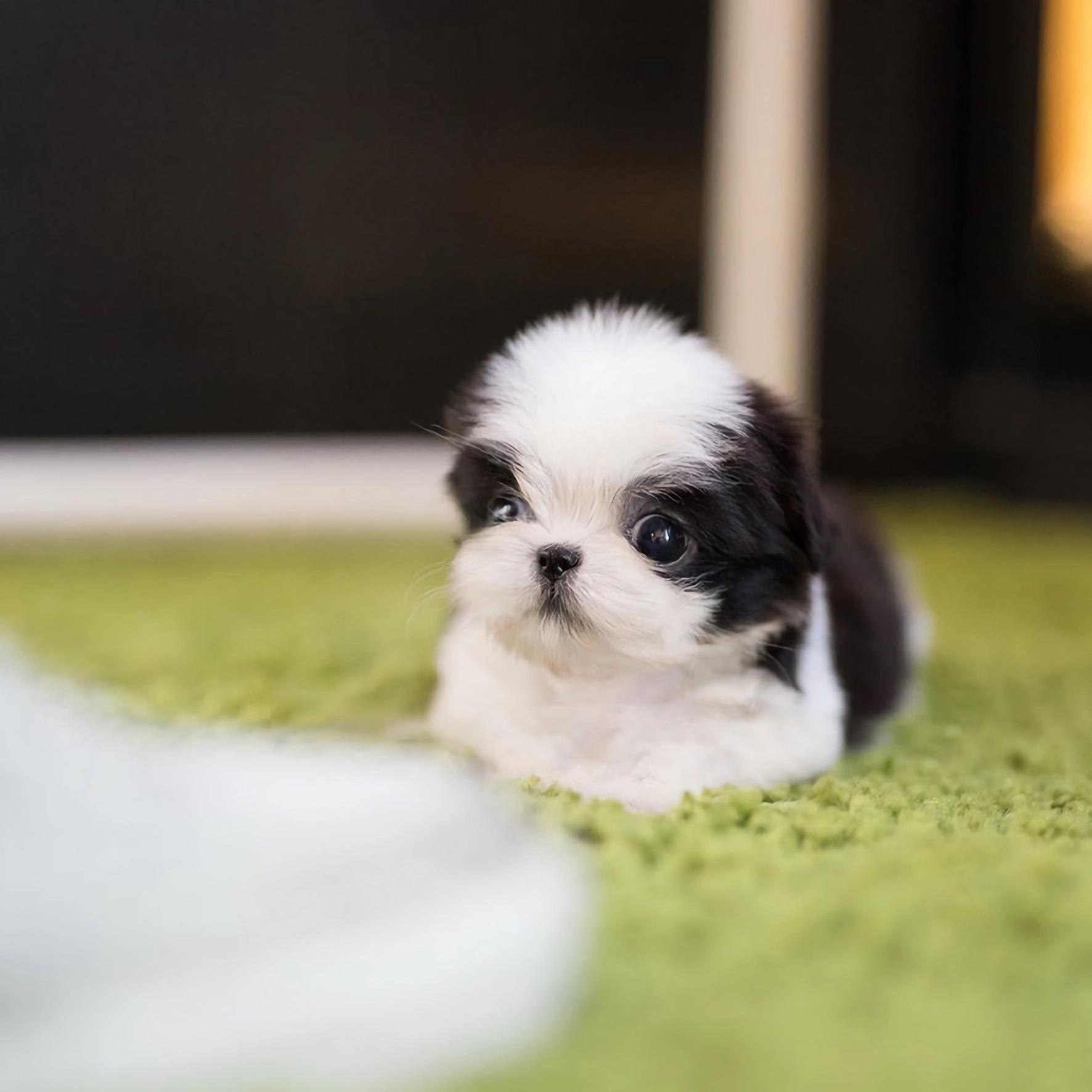 茶杯犬多少一只 可爱图片