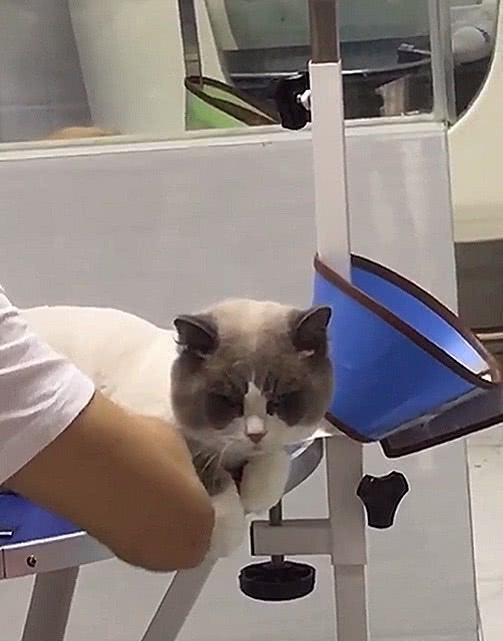 主人带布偶猫做造型,品种给都换了,网友:两万的身价瞬间打折!