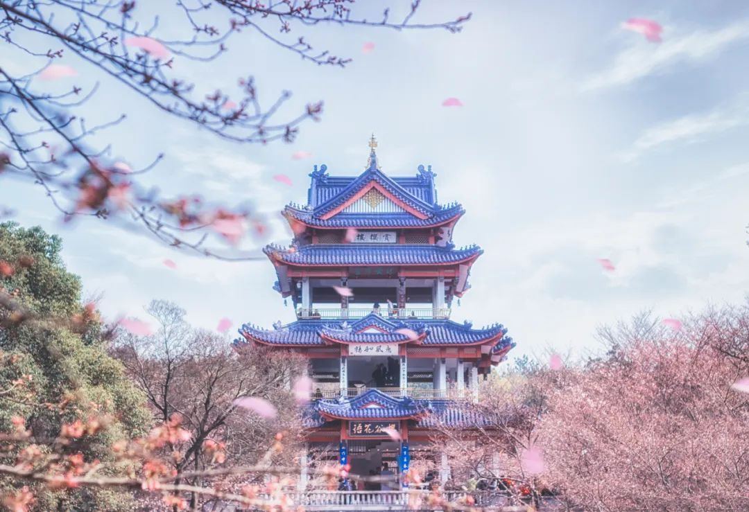 太湖_樱花_江南