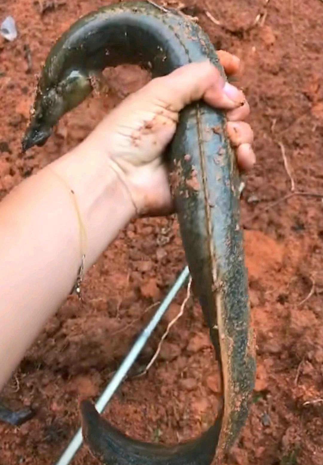 广西钓友水库钓获罕见"大泥鳅",网友:这鱼没人敢吃_什么_鲤鱼_草鱼