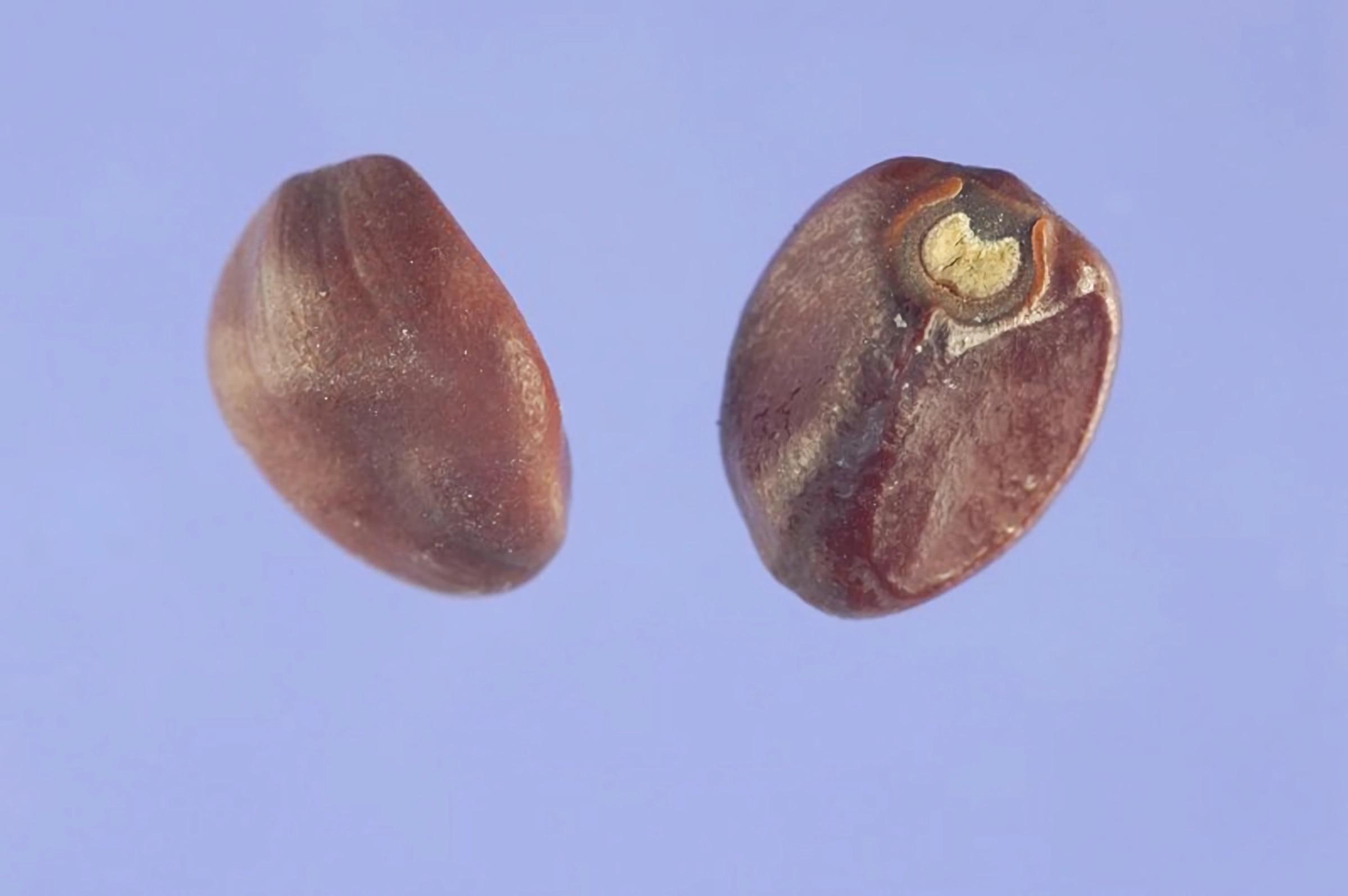 世界上那些奇形怪状的种子,每一颗都孕育着希望,你知道几种?