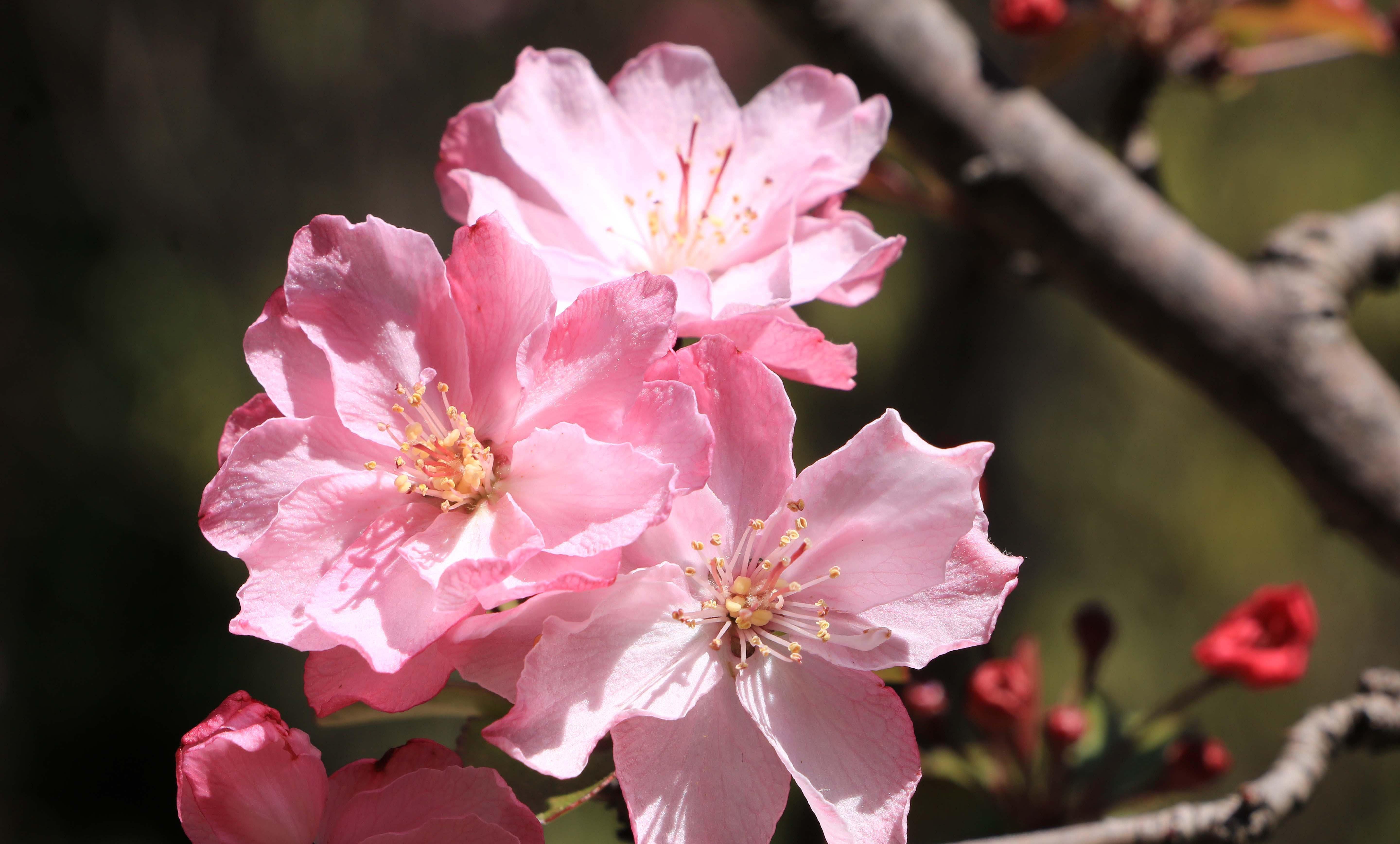 昆明圆通山海棠花娇艳绽放,花开有期美丽盛景等你来欣赏_樱花_时候