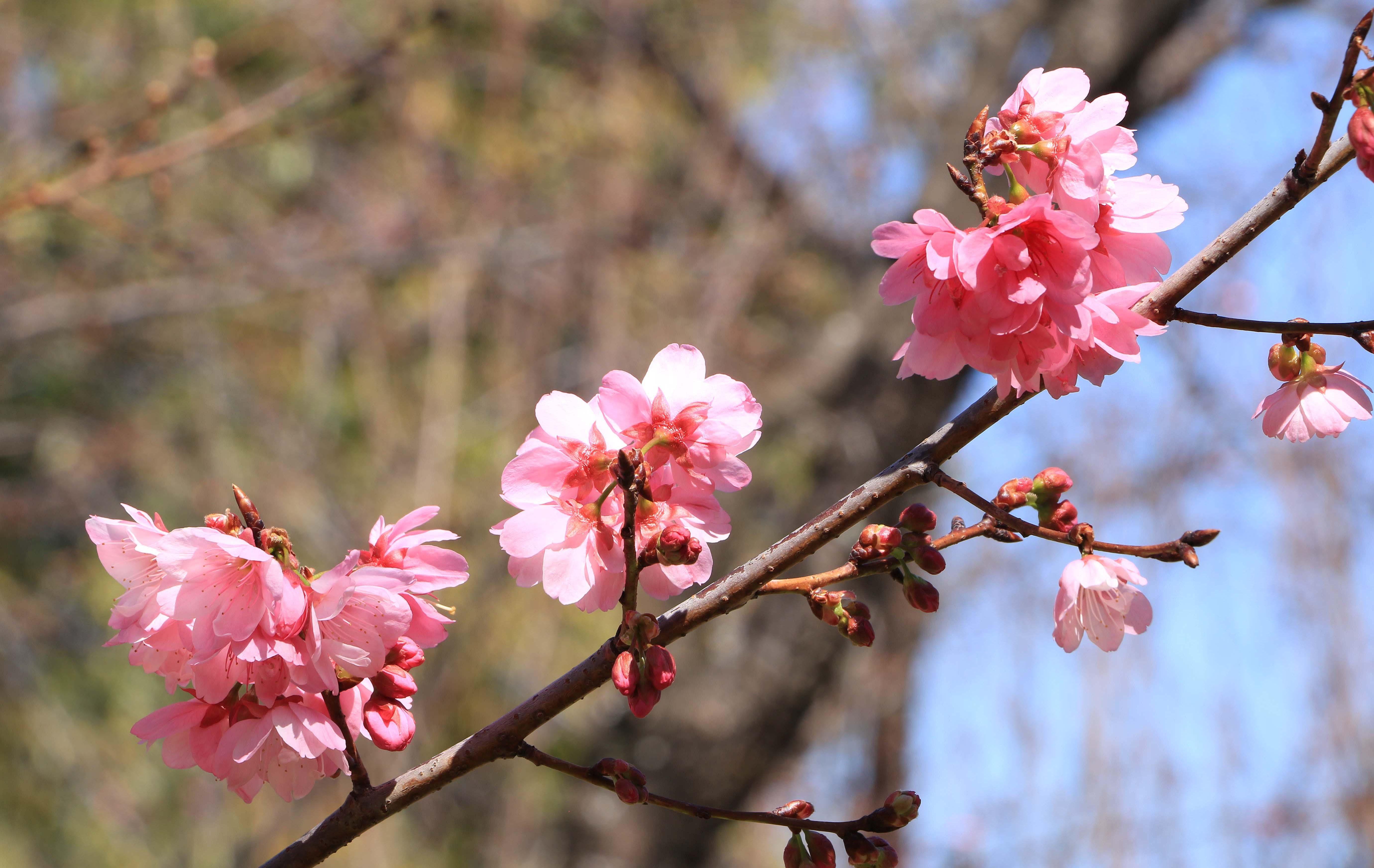 昆明圆通山海棠花娇艳绽放,花开有期美丽盛景等你来欣赏_樱花_时候