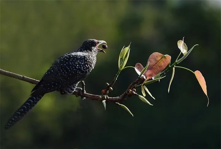 阿哥喂鸟和其它杜鹃鸟一样不筑巢,每到春夏繁殖季就把蛋下在别的鸟巢