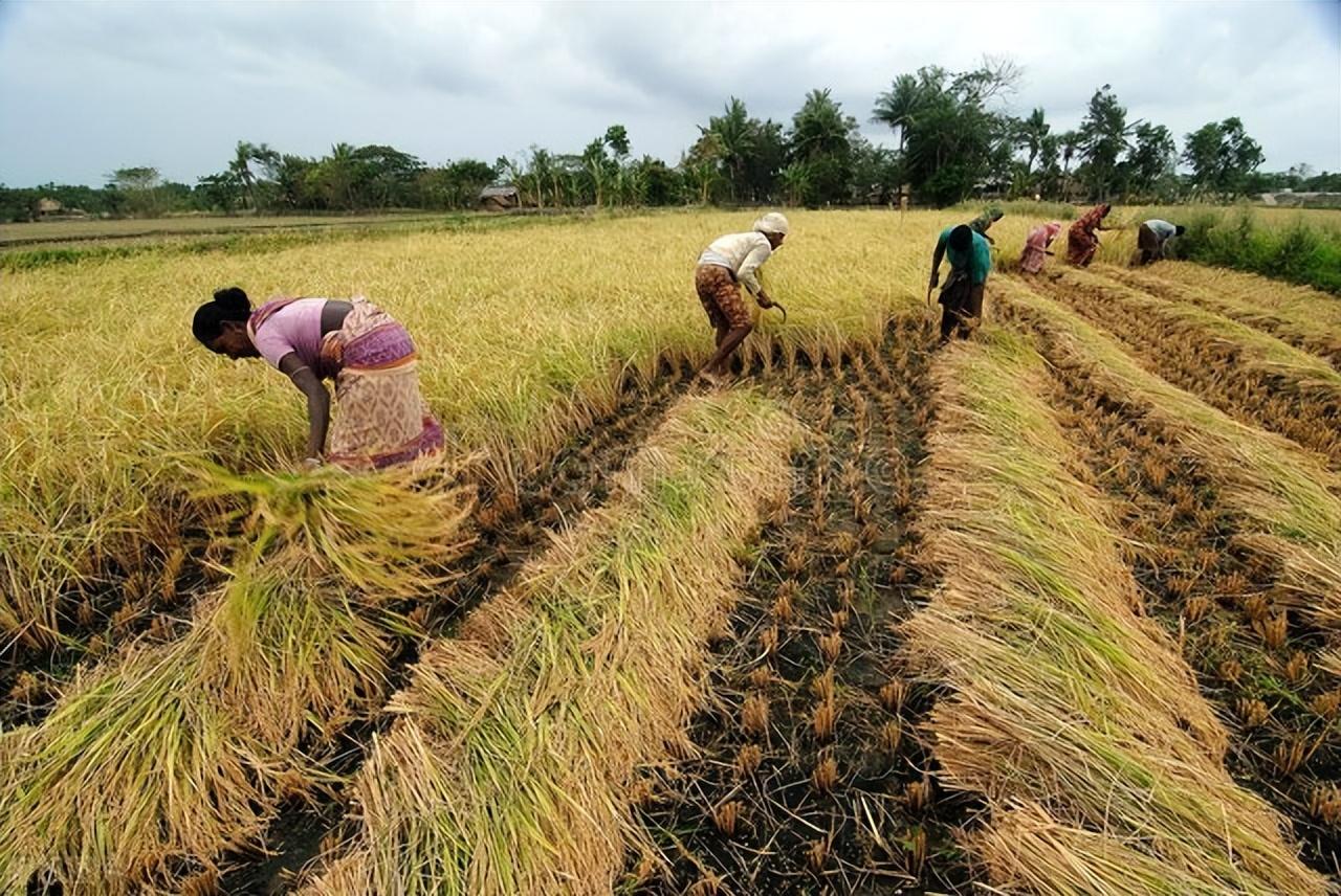 在印度独立之初,尼赫鲁政府制定了农业现代化的四个目标,首先是提高农
