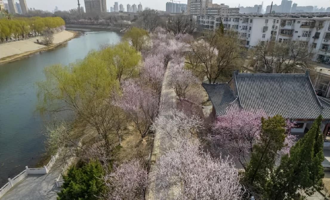 天津的桃花堤还没开门