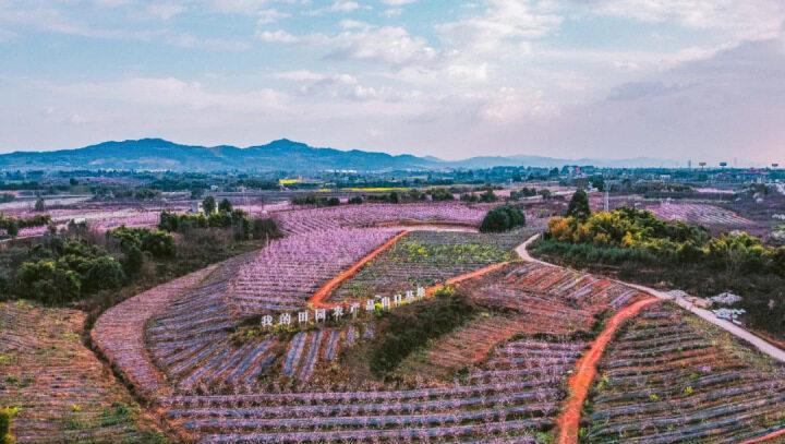 青白江福洪玫瑰谷门票图片