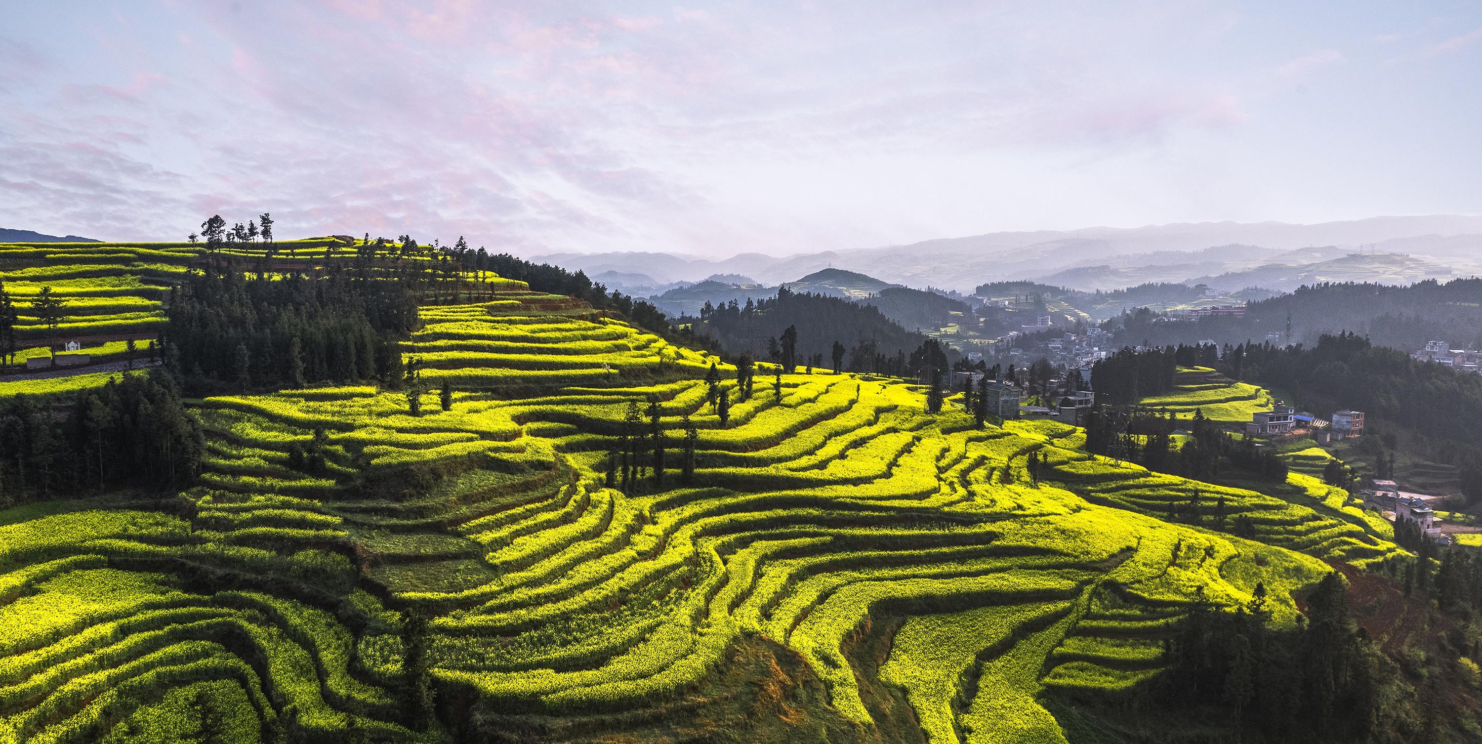 早春二月,风景这边独好,云南罗平油菜花海旅拍_牛街_金鸡_马街
