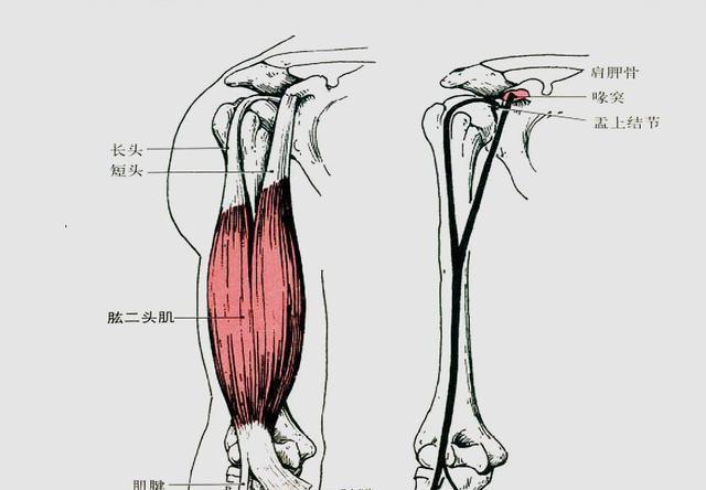 胳膊上的肌腱图图片
