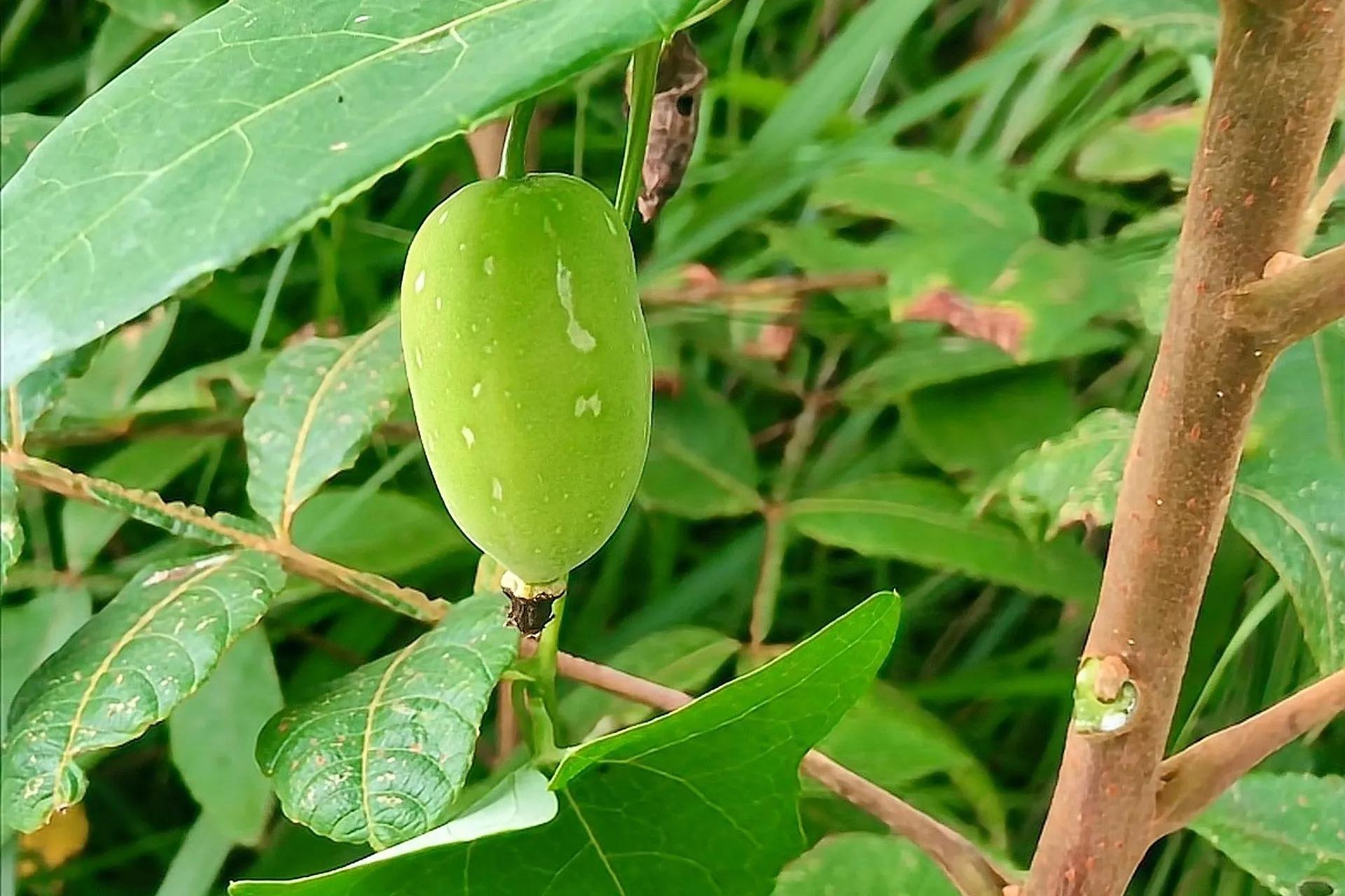 果实_名字_因为