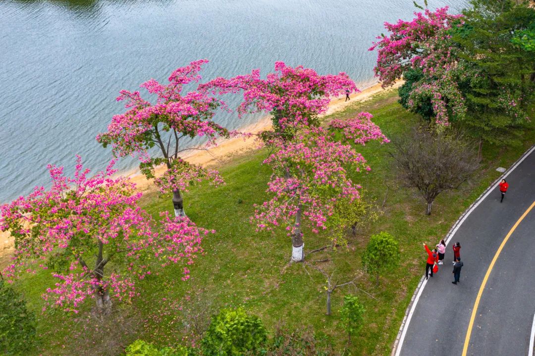 松山湖赏花手绘地图出炉_黄花风_紫荆_铃木