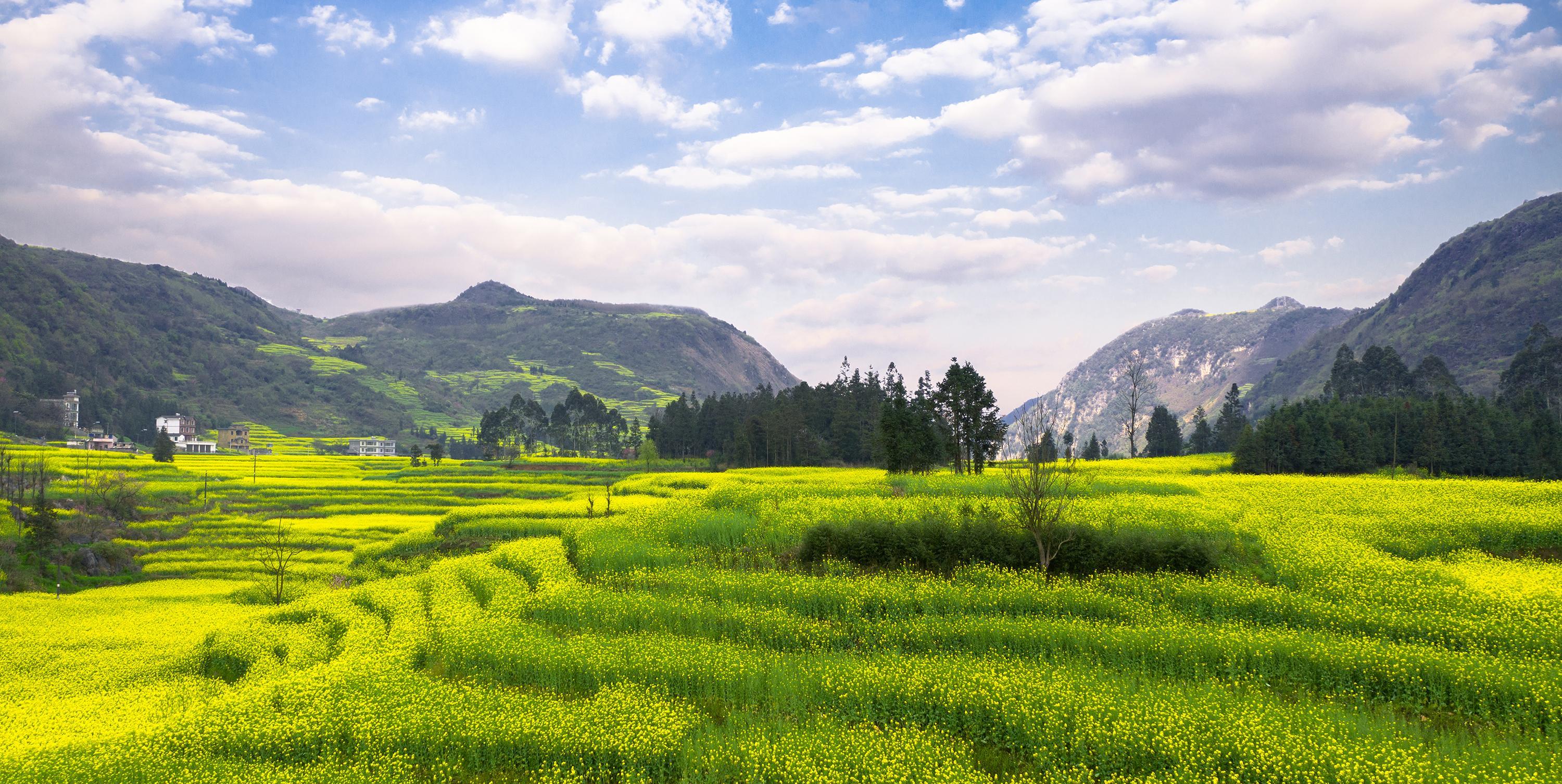 早春二月,风景这边独好,云南罗平油菜花海旅拍_牛街_金鸡_马街
