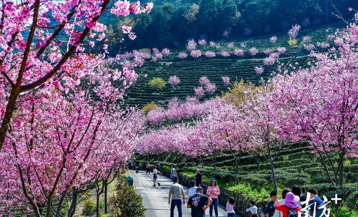 阴那山茶图片