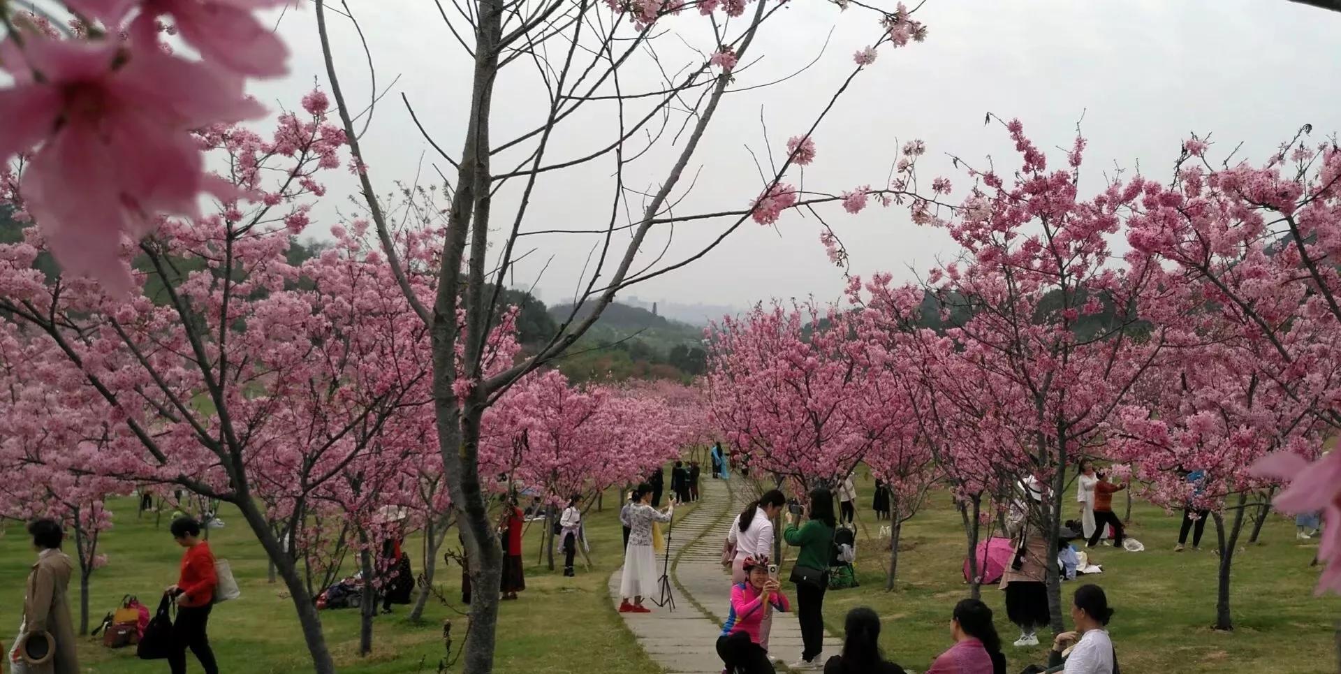 南宁青秀山:三月浪漫赏花季 百花盛宴等你来