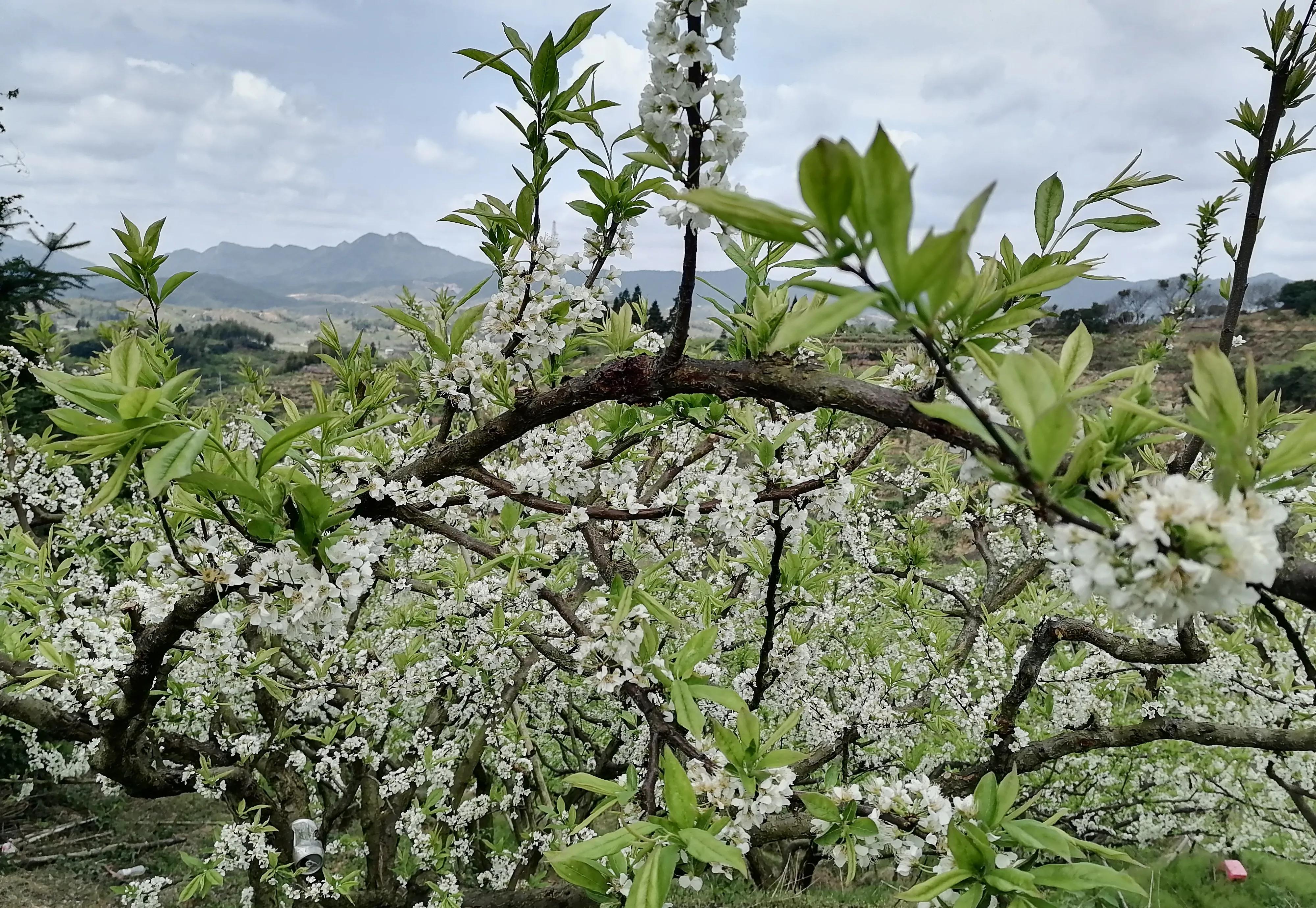 炎陵芙蓉李图片图片