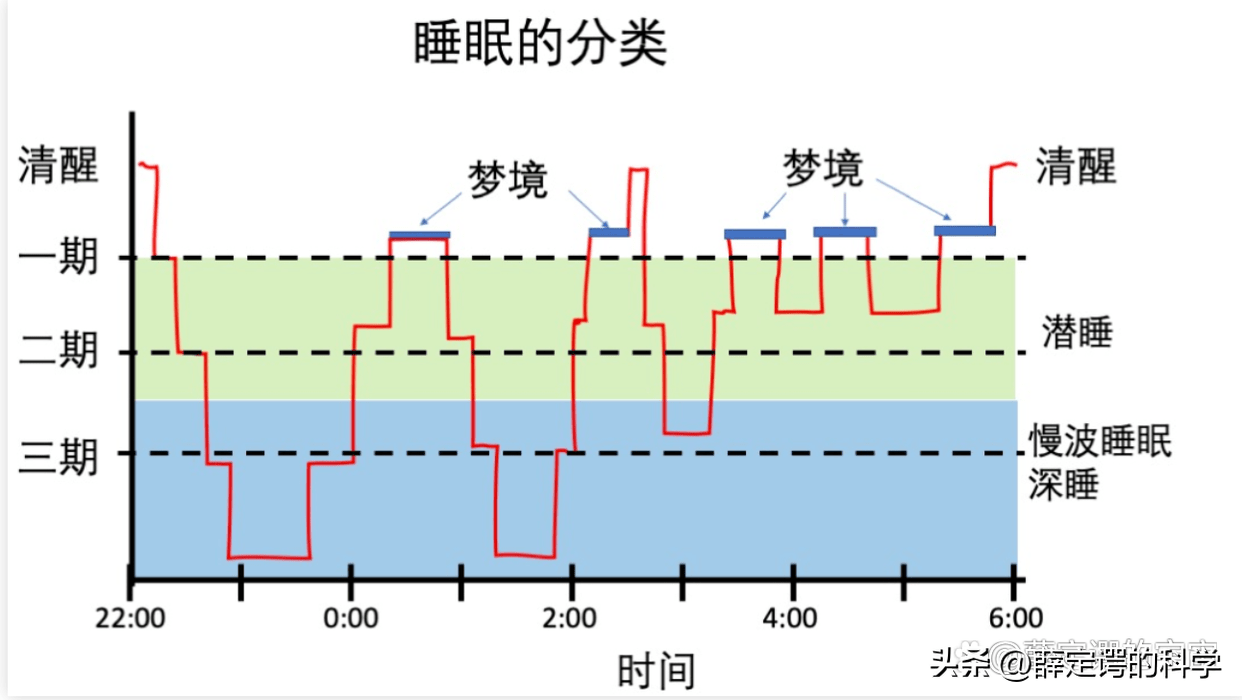 睡眠_阶段_人类