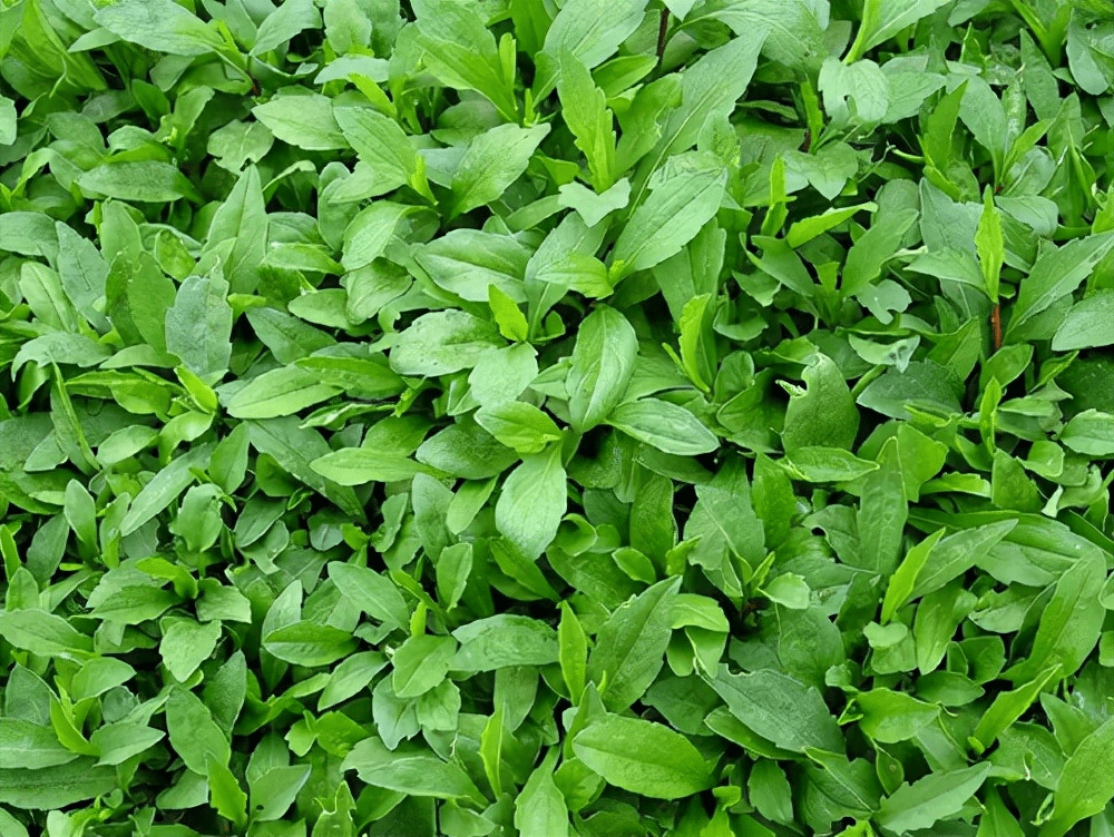 春天挖马兰头,要分清"青梗"和"红梗",区别不小,挖错口感差_食用_野菜